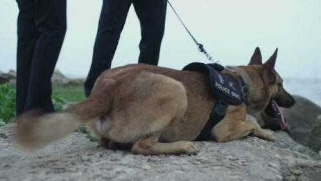 警犬来啦:罪犯熟知警犬的办案原理,制造假的自杀现象,麻烦了!