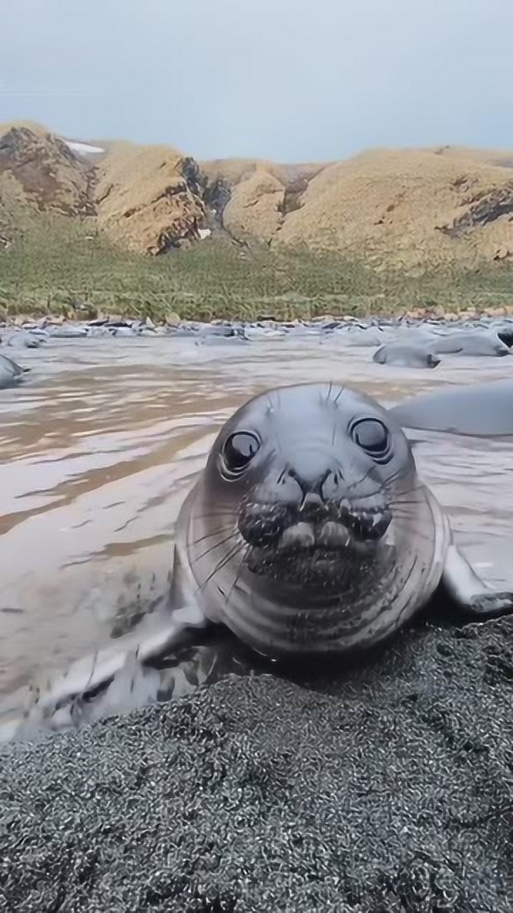 近距离观看海豹这双卡姿兰大眼睛真是太可爱了好想养一条