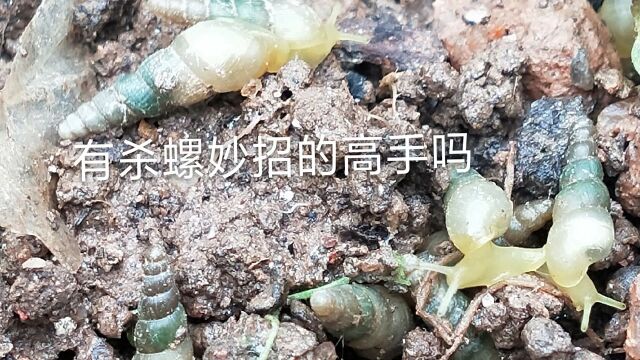 楼顶菜园地里长了好多小尖螺,这螺专吃菜叶,有谁知道什么药可以杀螺