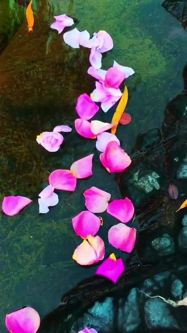 水中花,让美丽无处不在_腾讯视频