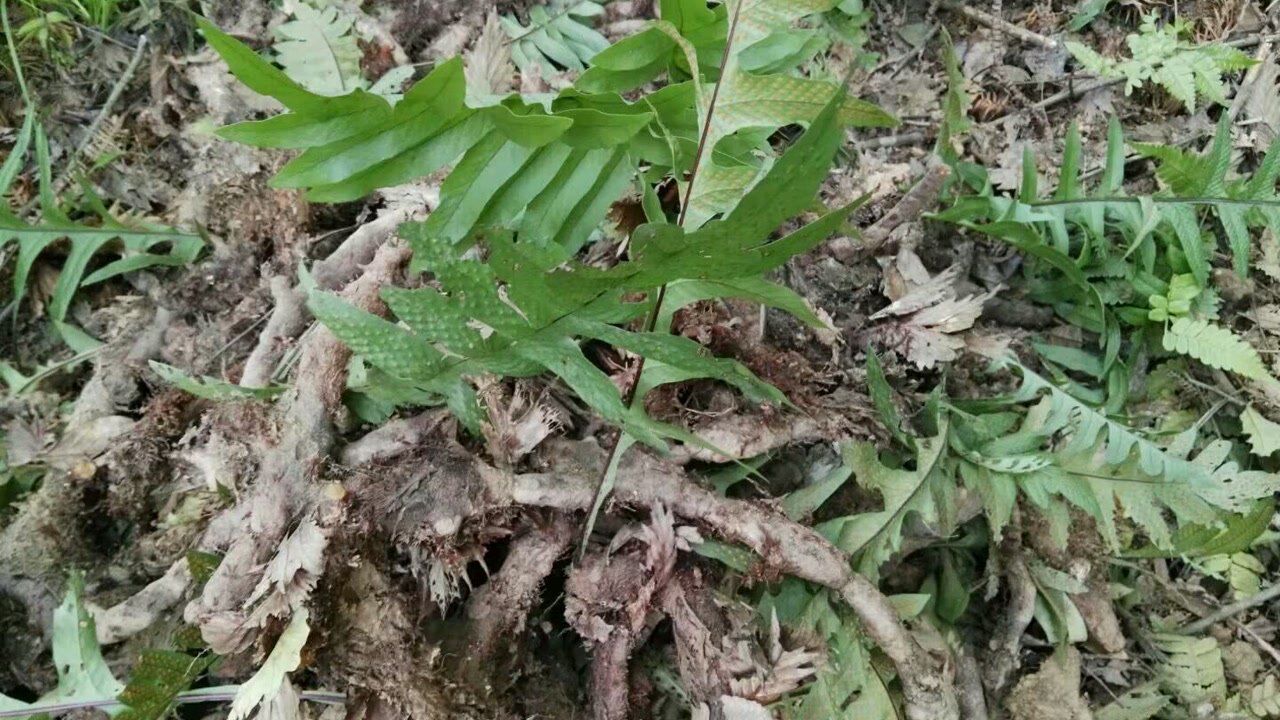 山里采挖野生石姜也叫树姜,意外遇到一颗杨梅树,结满了杨梅