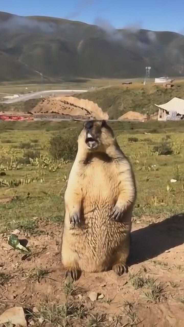 土拨鼠是这样叫的不是配音哦