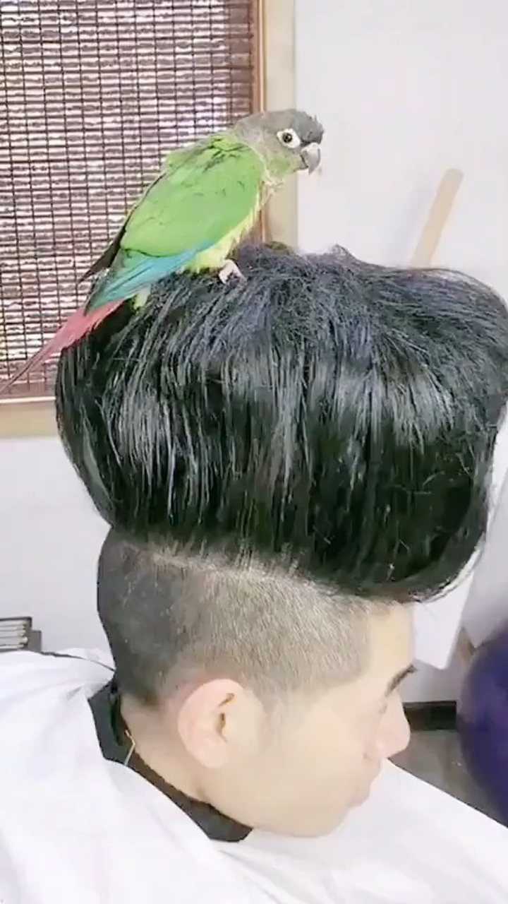 鸟窝发型你们觉得托尼老师设计得怎么样