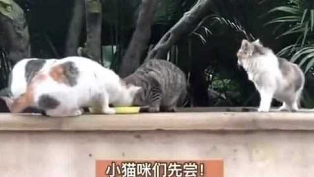 猪猪????军团,有肉必达!