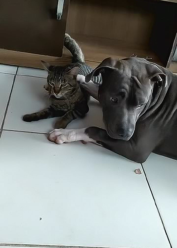 狗狗的爱让小猫咪有点不能承受,直接用嘴巴咬猫头!