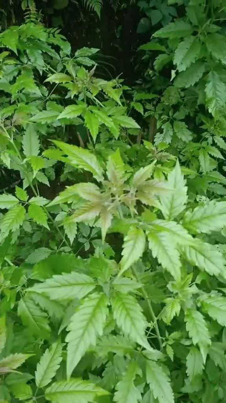 今天我们来看看五叶黄荆与七叶黄荆对比有什么区别