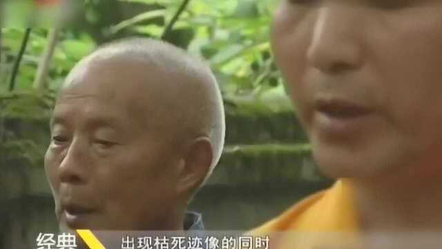 看世界:寺庙大榕树有“灵性”,老主持圆寂枯枝残叶,新主持一来复活