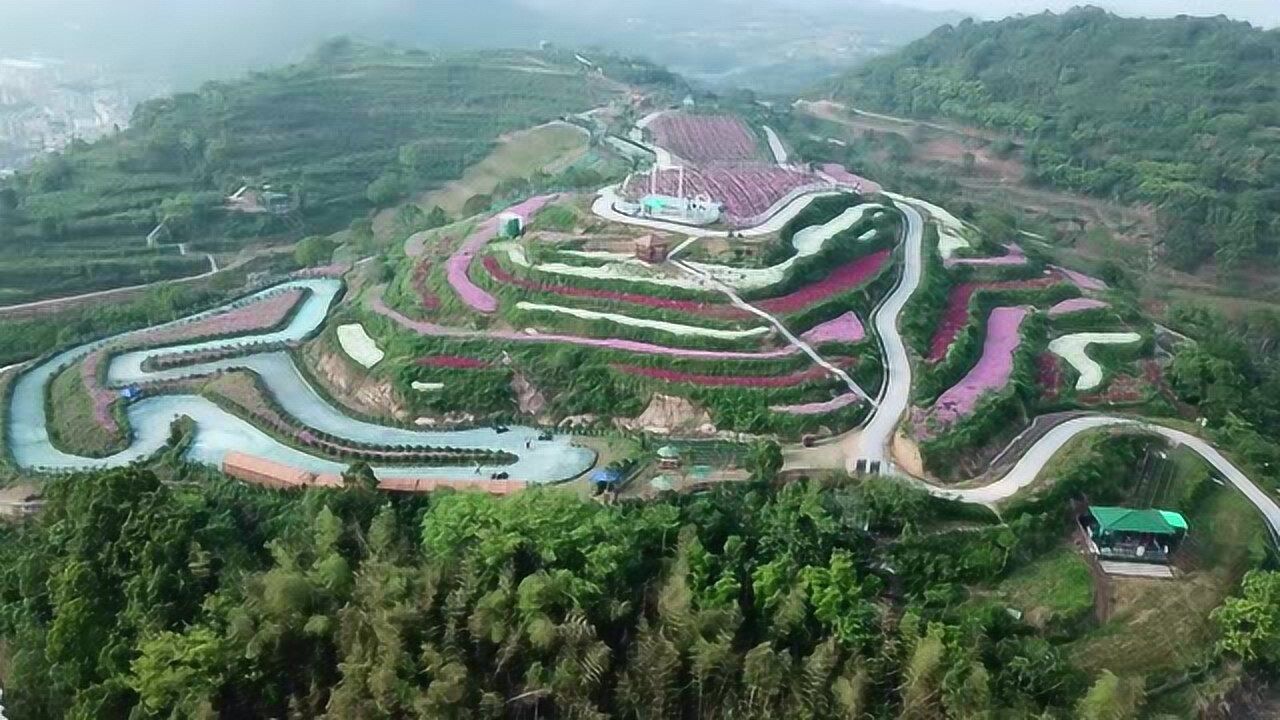 后岭花开美到没朋友