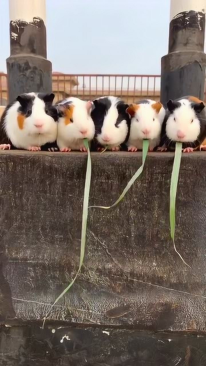 五只小兔子比赛吃草看谁吃的快