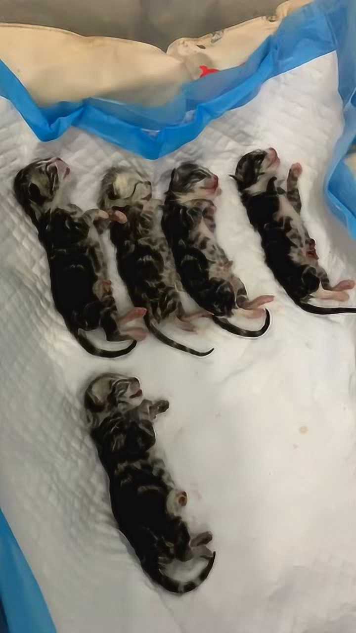 有人要小猫咪不要虎斑虎斑长毛虎斑猫五一劳动节出生哒