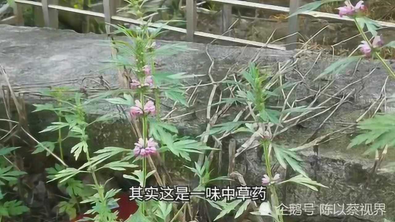 路旁看似不起眼的植物,原来就是益母草腾讯视频