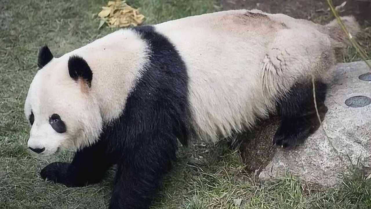 丹麦大熊猫清早翻过两米围墙"越狱",因为被女朋友吓坏了!