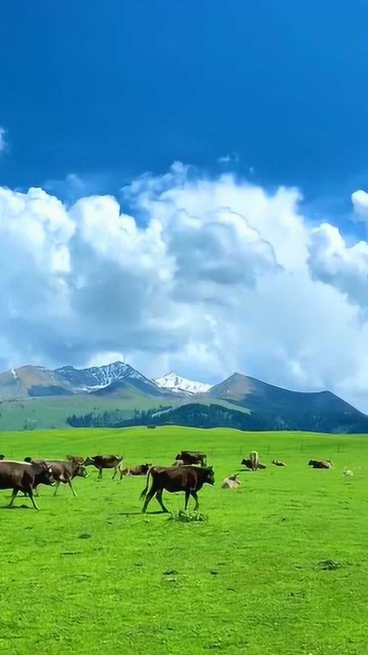 伊犁大草原放牧,风景欣赏!