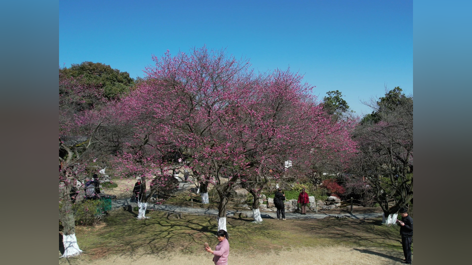 杭州植物园里的梅花已有小半开放,进入"探梅期"