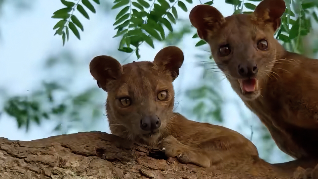 马岛獴发情不惜当起了"隔壁老王",搔首弄姿做最亮电灯泡| 纪录片