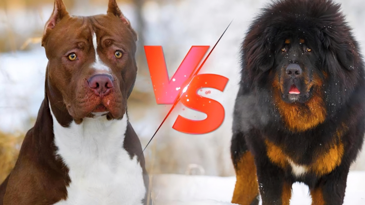 第一猛犬比特犬向藏獒宣战,不料竟成为单方面碾压| 纪录片