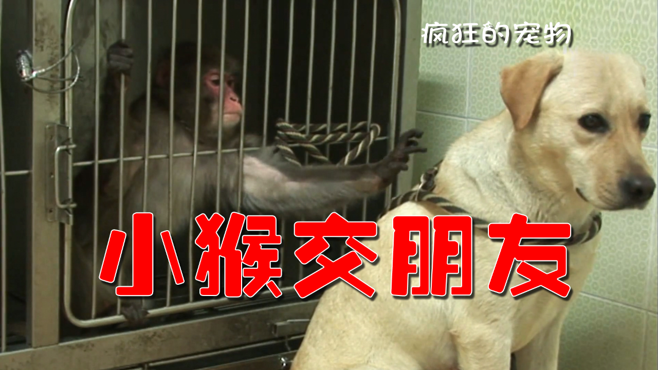 狗狗用温柔帮小猴子走出了阴霾,它们跨越种族的友谊超暖心!