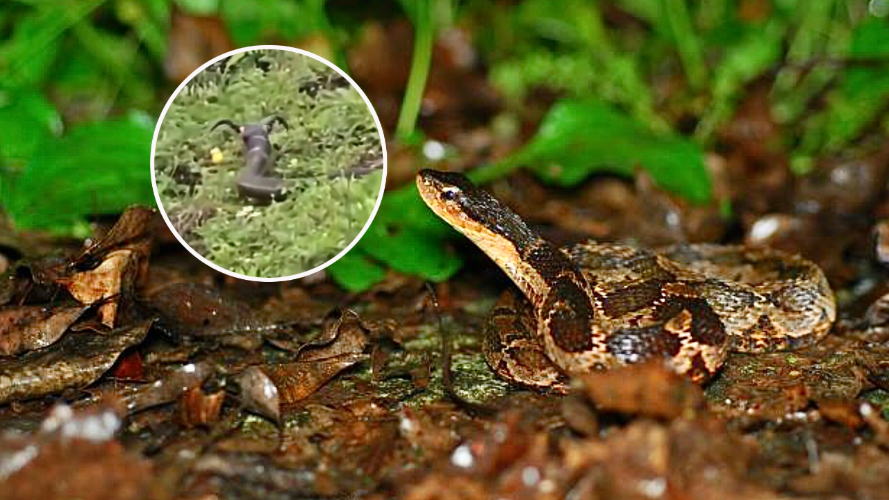 爱吃蛤蟆的拟态大师,伪