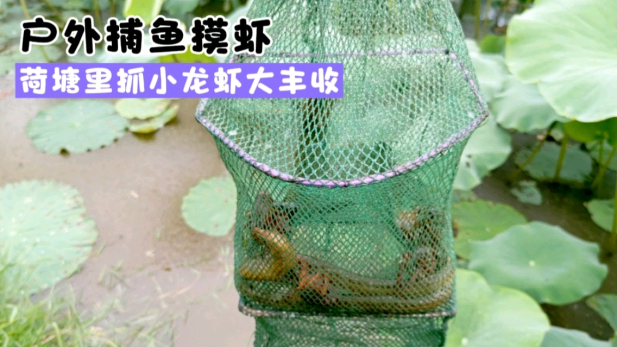 小伙荷塘里下地笼抓龙虾,收获一次比一次多,太过瘾了!