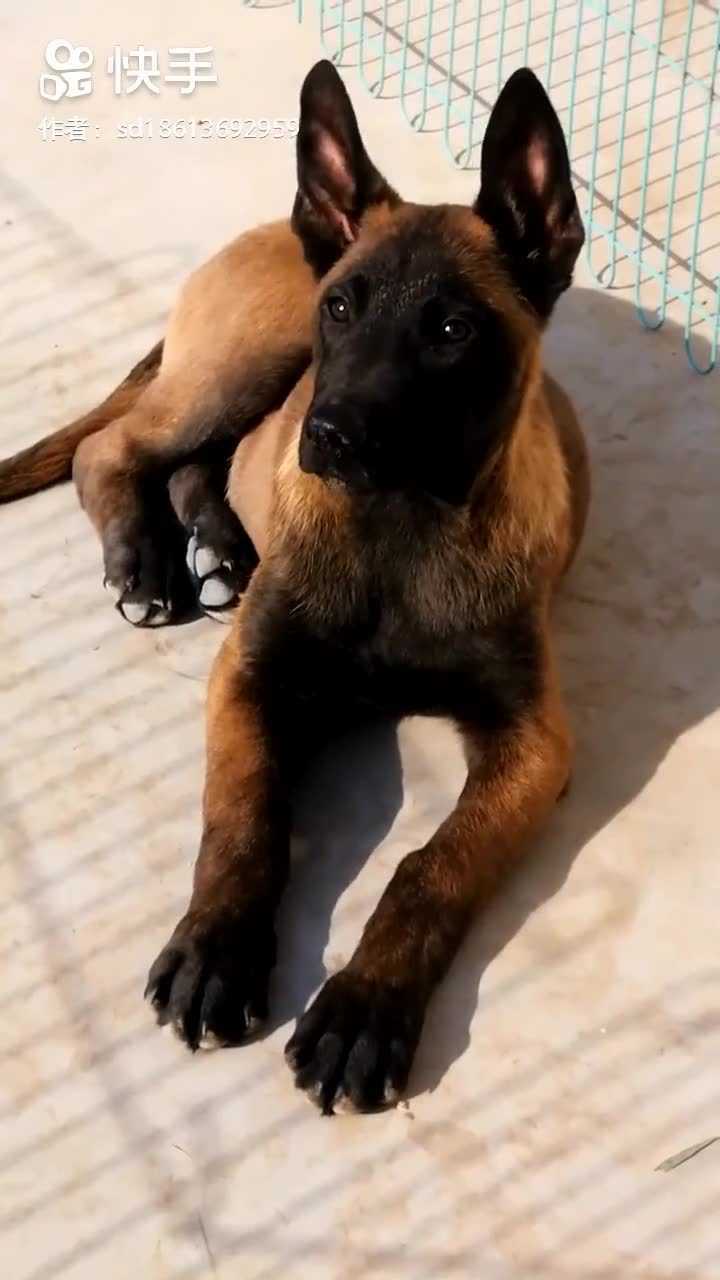 标准警犬特征如何挑选好马犬