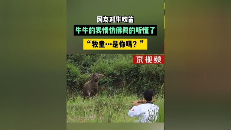 牛牛打牌表情包图片