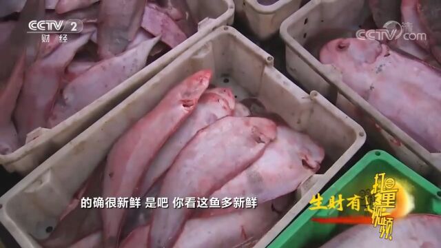 赣榆区的海鲜名声在外,渔船进港前渔获就能够销售完毕