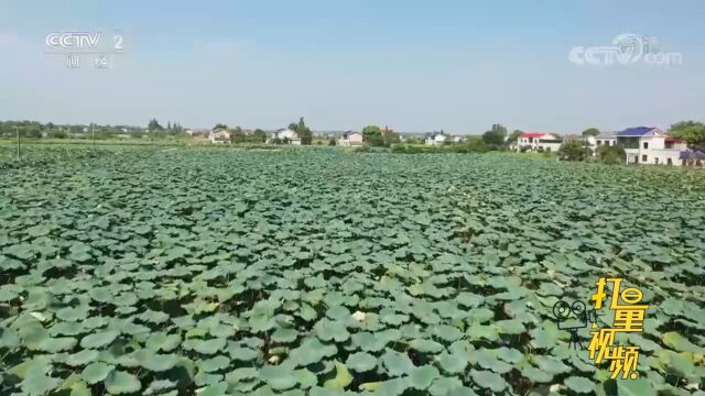 在湖南长沙望城区,三千多亩荷塘莲藕等待丰收