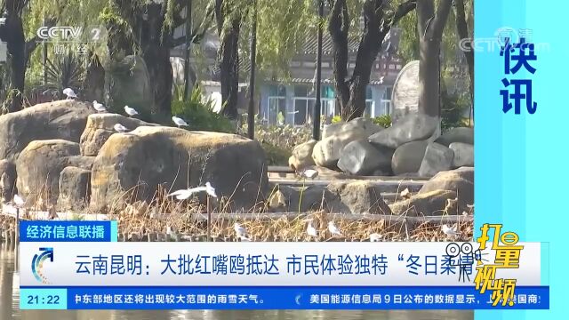 昆明:大批红嘴鸥抵达,市民体验独特“冬日柔情”