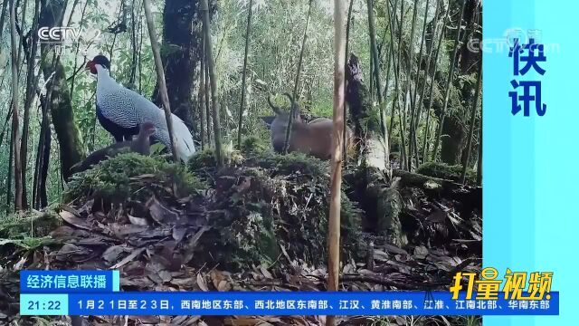 云南龙陵首次拍到白鹇与赤麂“同框”画面