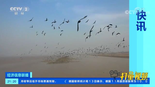 山东东明:大雁聚集黄河滩湿地越冬