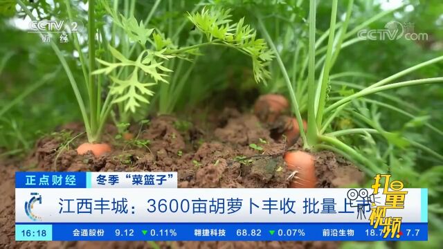 江西丰城:3600亩胡萝卜丰收,批量上市