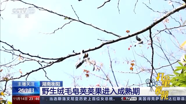 湖南衡阳:野生绒毛皂荚荚果进入成熟期