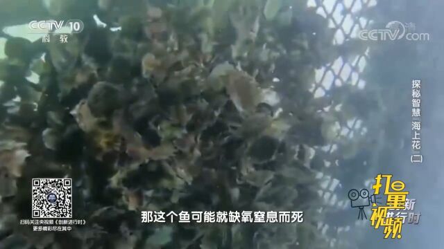 海中生物附着在网衣上会堵住网眼,从而影响鱼的生长