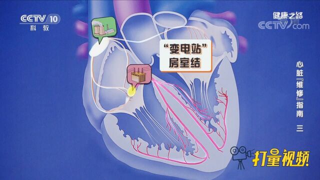 房室结相当于心脏的“变电站”,在心脏中起传导的作用