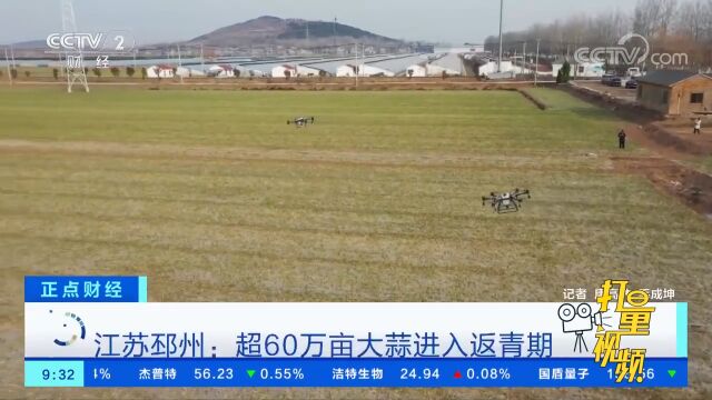 江苏邳州:超60万亩大蒜进入返青期