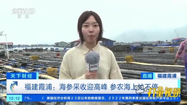 福建霞浦:海参采收迎高峰,参农海上忙不停