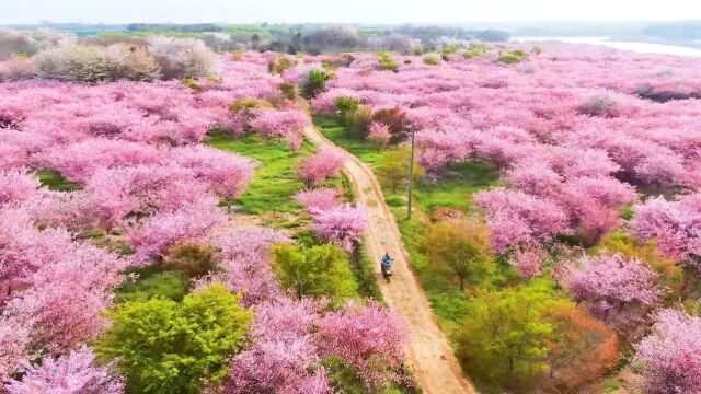 漫天海棠映春色!江苏句容垂丝海棠烂漫绽放