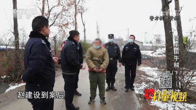 作案35起,盗牛71头,涉案金额达100多万元,多名犯罪嫌疑人被抓