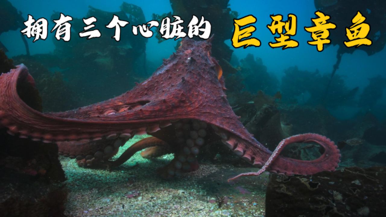 太平洋巨型章鱼告诉你,它一次能下十万枚卵