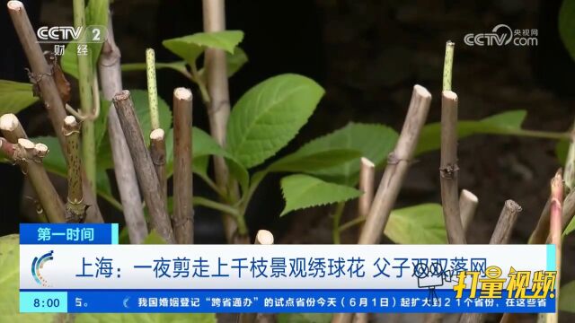 上海:父子一夜剪走上千枝景观绣球花,获利近1000余元,已被刑拘