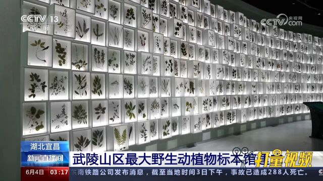 湖北宜昌:武陵山区最大野生动植物标本馆建成