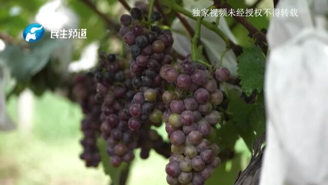 河南新密:皮薄肉厚!五六千斤无籽葡萄着急卖,期待您来采购