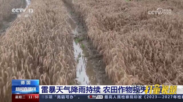 德国:雷暴天气降雨持续,农田作物损失严重,进一步影响相关产业