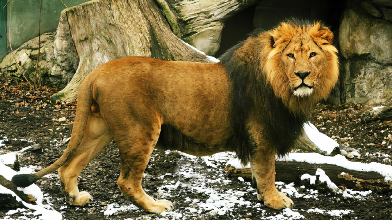 狮子大摇大摆在小区寻找食物,门口保安却毫无察觉|纪录片