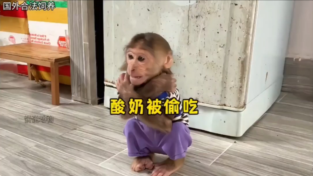 妈妈偷吃了小猴子的酸奶,小猴子伤心极了,妈妈会怎么哄小猴子呢?