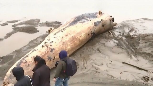 罕见须鲸在沙滩搁浅,被发现后已死亡多时,是发现体型最大的鲸鱼