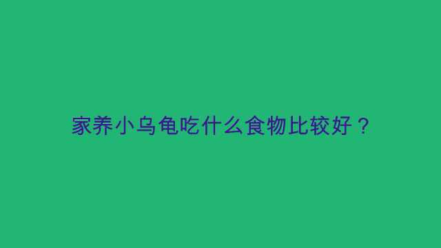 家养小乌龟吃什么食物比较好?