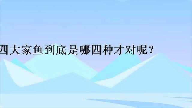 四大家鱼到底是哪四种才对呢?