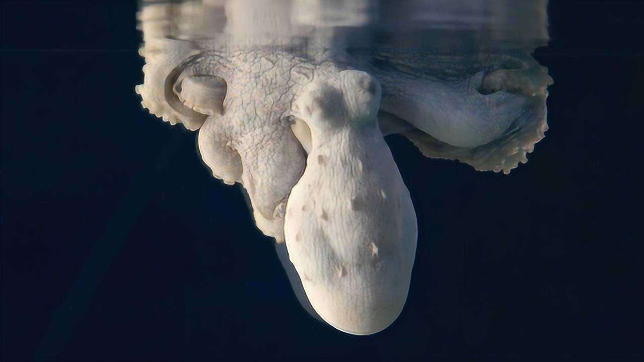 章鱼在睡梦中变色的罕见画面,科学家:它可能梦到自己在吃螃蟹_高清