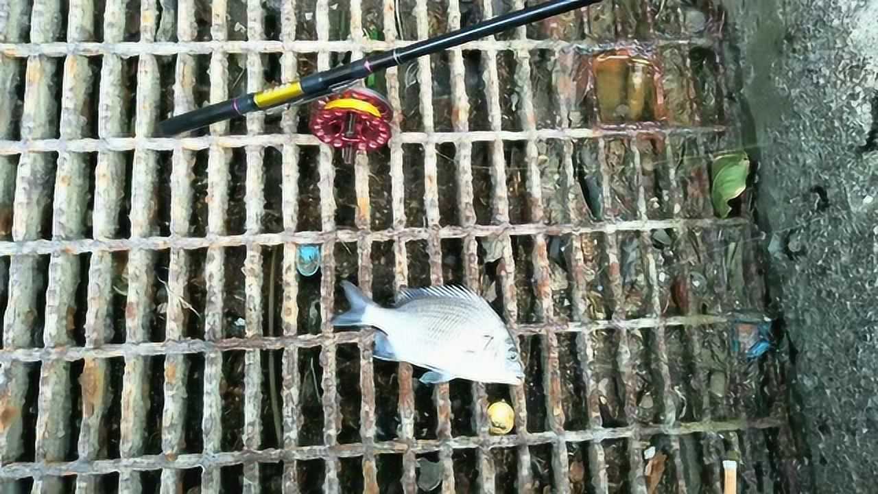 海釣,南寮漁港前打釣魚,小螃蟹釣黑鯛魚